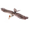 Dancing Wings Hobby DW E19 Eagle V2 1430mm Wingspan EPP DIY RC Airplane Fixed-Wing KIT/PNP Slow Flyer Trainer for Beginn