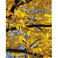 DIY Painting By Numbers Modern Wall Art Picture By Numbers Paint By Numbers For Home Decor w9244