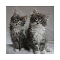 DIY Painting By Numbers Modern Wall Art Picture By Numbers Paint By Numbers For Home Decor w9251