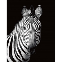 DIY Painting By Numbers Modern Wall Art Picture By Numbers Paint By Numbers For Home Decor w9272