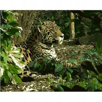 DIY Painting By Numbers Modern Wall Art Picture By Numbers Paint By Numbers For Home Decor w9273