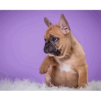 DIY Painting By Numbers Modern Wall Art Picture By Numbers Paint By Numbers For Home Decor w9274