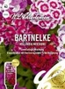 Bartnelke Hollandia Mischung