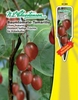 Baumtomate Tamarillo (Cyphomandra bet.)