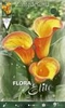 Calla Orange