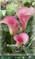 Calla Pink