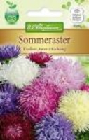 Callistephus Sommeraster Krallen-Aster