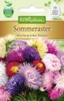 Callistephus Sommeraster Mischung hohe