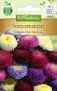 Callistephus Sommeraster Pompon-AsterMg