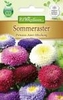 Callistephus Sommeraster Prinzess-Aster