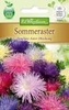 Callistephus Sommeraster Strahlen-Aster