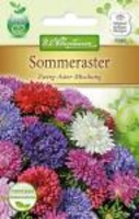 Callistephus Sommeraster Zwerg-Aster Mischung