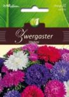 Callistephus Zwergaster Mischung