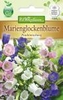 Campanula medium Marienglockenblume