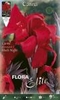 Canna Black Night
