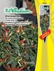Capsicum Zierpaprika Chili Chily F1