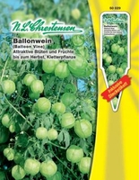 Cardiospermum halicacabum Ballonwein