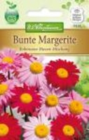 Chrysanthemum bunte Margerite Robinson