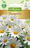 Chrysanthemum Margerite Weiß