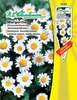 Chrysanthemum paludosum Margerite
