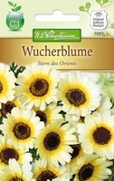 Chrysanthemum segetum Wucherblume Stern des Orients