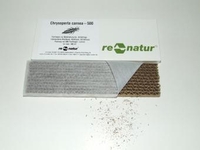 Chrysoperla Florfliegen-Larven - Chrysoperla Florfliegen-Larven