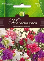 Clarkia Mandelröschen Mischung