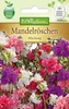 Clarkia Mandelröschen Mischung