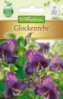 Cobaea Glockenrebe