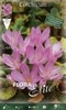 Colchicum The Giant