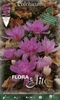 Colchicum Waterlily