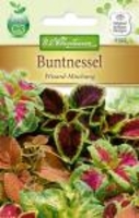 Coleus Blumei Buntnessel Wizard Mg