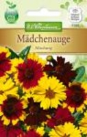 Coreopsis tinctoria Mädchenauge Hohe Mischung