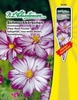 Cosmos bipinnatus Schmuckkörbchen