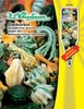 Cucurbita pepo - Zierkürbis - Indian Mix