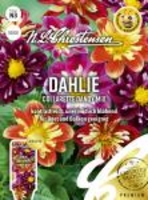 Dahlie Collarette Dandy Mix