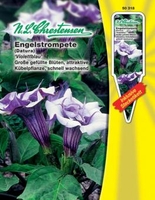 Datura suav. Engelstrompeten Stechapfel