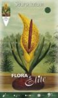 Eidechsenwurz Sauromatum venosum