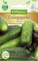 Einlegegurke Hokus
