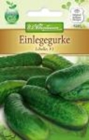 Einlegegurke Libelle F1