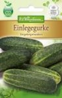 Einlegegurke Vorgebirgstrauben