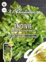 Endivie Breedblad Volhart Winter