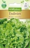 Endivien Bionda a cuore pieno