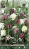 Fritillaria Meleagris