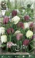 Fritillaria Meleagris