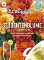 Studentenblume Strawberry Blonde
