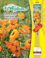 Stylomecon Feuermohn