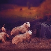 1.5 * 2m / 4, 9 * 6.5FT Fotografie Hintergrund Computer ausgedruckt Bauernhof Sheep Muster für Kinder Jugendliche Baby Neugeborenes Haustier-Foto-Studio-Portrait Shooting