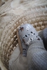 Cosy Roots Veganer Krabbelschuh Crazy Dogs Gr. 22