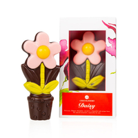 ChocoDaisy - Pink - Blume aus Schokolade